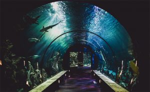 Blue Reef Aquarium underwater tunnel