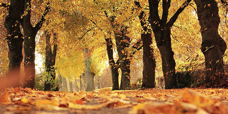 Autumn woodland scene 